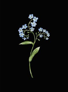 a blue flower with green leaves on a black background