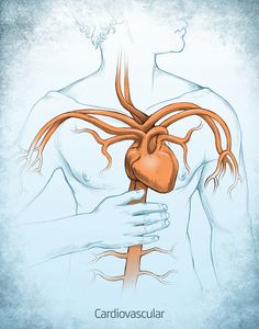 an illustration of the human heart and blood vessels in front of a man's torso