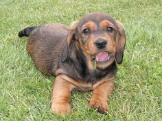 a brown and black dog laying in the grass