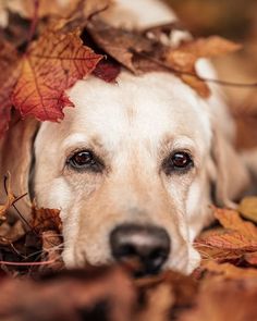 a close up of a dog laying in leaves