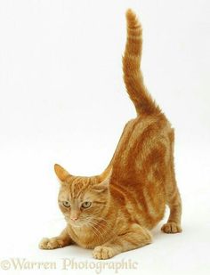 an orange tabby cat standing on its hind legs and looking at the camera lens