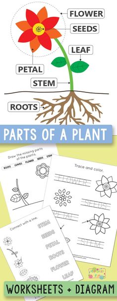 parts of a plant worksheet and diagram for kids to learn about the parts of a flower