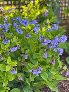 blue flowers are blooming in the garden