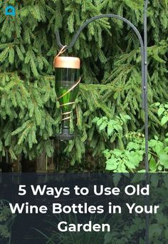 a bird feeder hanging from the side of a tree with text overlay that reads 5 ways to use old wine bottles in your garden