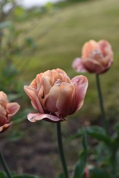 three pink flowers with green leaves in the background