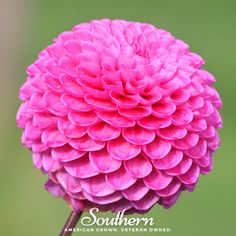 a pink flower with the words southern written on it