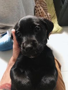 a small black puppy sitting on top of someone's lap and holding it up to the camera