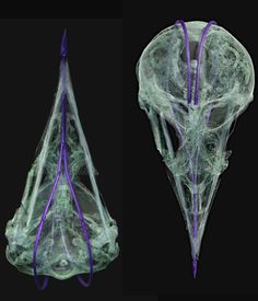 an x - ray view of the head and neck of a nephoidus