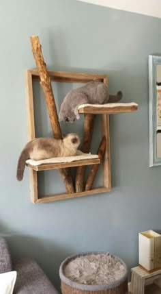 two cats sitting on top of wooden shelves in a room with blue walls and furniture