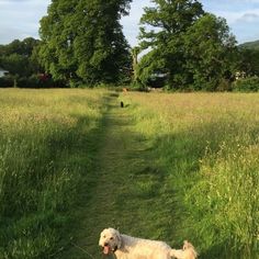 a dog is laying in the grass on a path that leads to a field with trees