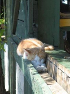 an orange and white cat laying on top of a wooden bench