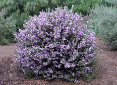 a bush with purple flowers in the middle of some bushes and dirt area next to it