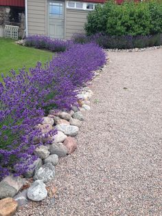 purple flowers line the side of a graveled path in front of a building with a red door