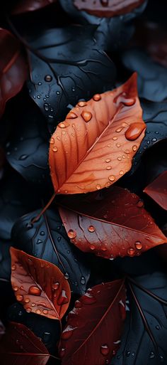 some leaves with water droplets on them