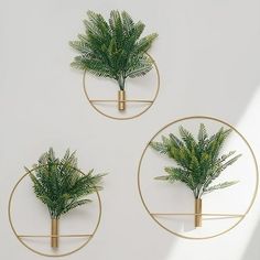 three gold circles with plants in them hanging on the wall, and one has a green plant inside