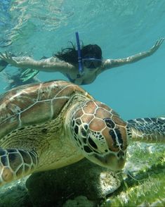 a woman swimming in the ocean next to a green turtle with a snorkelo on it's back