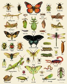 an insect poster with many different types of bugs and insects on it's back