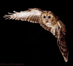 an owl flying through the air with its wings spread