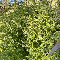 some very pretty green plants with purple flowers in the middle of it's foliage