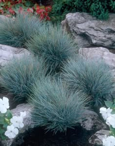 some very pretty plants by some big rocks