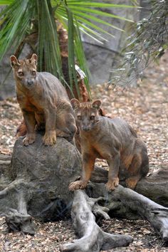 two baby lions standing on top of a rock