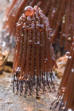 some very pretty brown things with water droplets on it's head and hair in the background