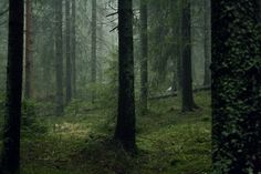 a forest filled with lots of tall trees and green moss covered ground in the middle of it