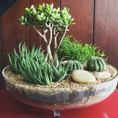 a potted plant sitting on top of a red table