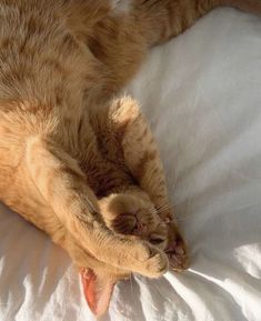 an orange cat laying on top of a white bed next to pillows and blankets with its paws stretched out