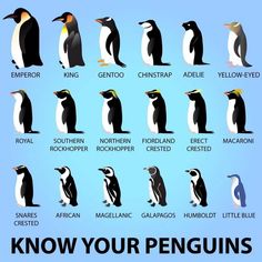 an image of penguins in different colors and sizes with the words know your penguins