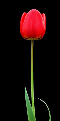 a single red tulip on a black background