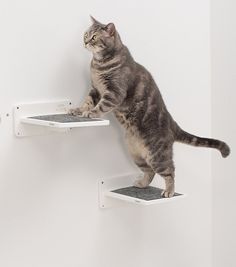 a cat standing on top of two white shelves