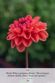 a red flower with a quote on it