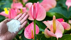 a hand is holding some white powder in front of pink flowers with green leaves and yellow arrow