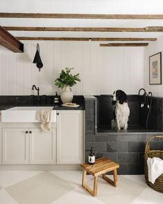 a dog is sitting on the kitchen counter