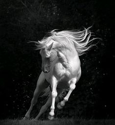 a white horse is galloping through the grass