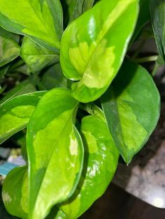 "Global Green" Pothos Plant - Light and dark green, shiny  heart shaped leaves Global Green Pothos, Pothos Plant Care, Heart Leaf Philodendron, Air Cleaning Plants, Chinese Evergreen, Pothos Plant