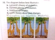 three giraffes standing next to each other in front of trees and text