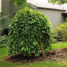 a large green tree sitting in the middle of a yard