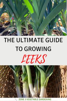 Learn how to grow garden leeks from seed in your backyard vegetable garden in zone 3 climates. Tomatoes In A Pot, Leek Plant, Companion Planting Guide, Tips For Growing Tomatoes, Growing Onions, When To Plant Vegetables