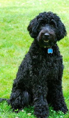 a black dog sitting in the grass with a blue tag on it's collar