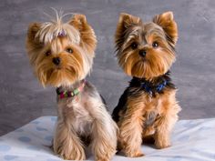 two small dogs sitting next to each other on a bed