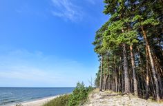 the beach is lined with pine trees on a sunny day by the water's edge