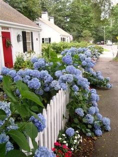 blue hydrangeas line the side of a white picket fence in front of a house