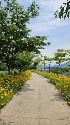 a dirt road surrounded by yellow flowers and trees