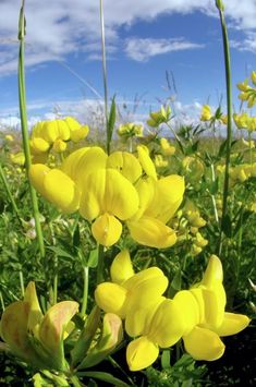 yellow flowers are blooming in the grass on a sunny day with blue sky and clouds