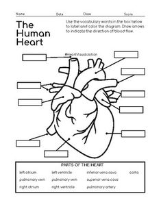 the human heart worksheet with labels and diagrams for students to use in their classroom