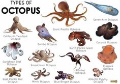 the types of octopuses are shown in this image, with their names and description