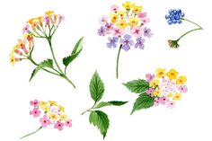 various flowers and leaves are shown in this drawing style, including pink, blue, yellow, and green