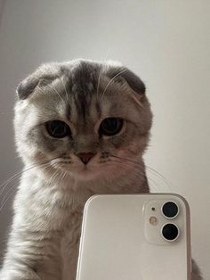 a cat is looking at the camera while holding an iphone